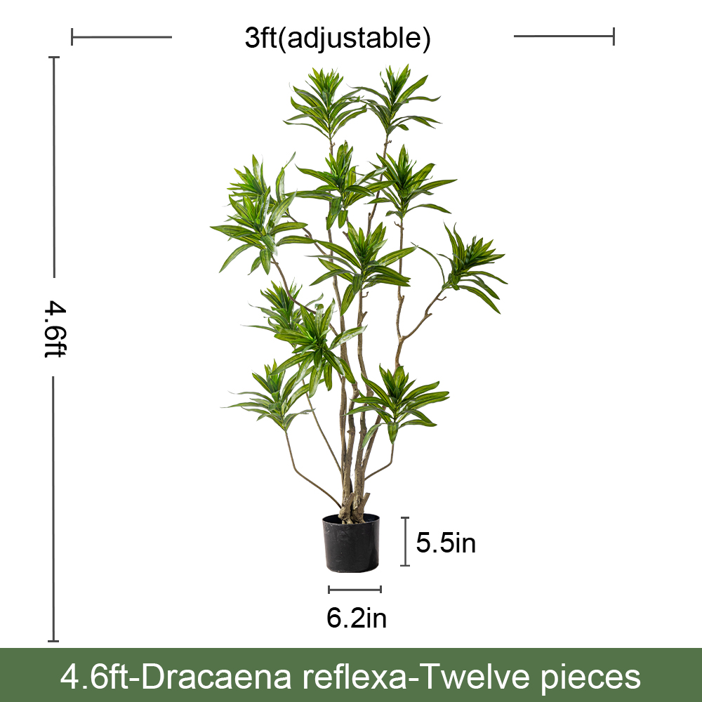 Dracaena Reflexa(Green)